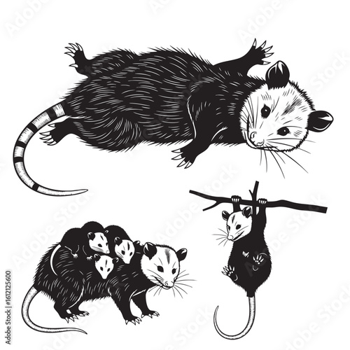Set of 3 Opossum Silhouettes as a North American Marsupial Set