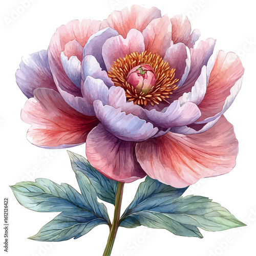 watercolor vector of Peony Flower, isolated on a white background.