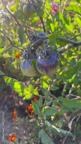 Cherry tomato bushes grow in a garden bed. Close up. Raised garden, terraced bed. Edible foliage. Background. For video presentation. 
