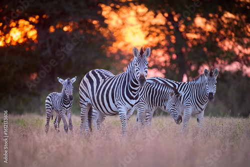 Family of plains zebras (Equus quagga) in golden sunset light, including a newborn foal, Nxai Pan National Park, Botswana. Ideal for: wildlife conservation, African safari themes, animals in sunset.