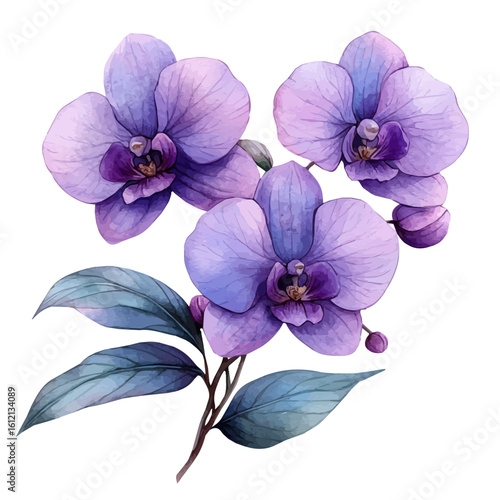 watercolor of Orchid Flower, vector, isolated on a white background.