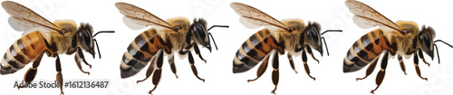 A set of four honey bees arranged in a row, isolated on a clean white background.