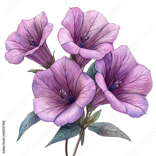 Nicotiana Flower, watercolor painting vector, isolated on a white background.