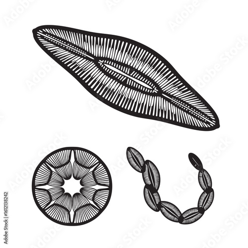 Set of 3 Diatom Silhouettes as a Geometric Algae Vector Icon Set