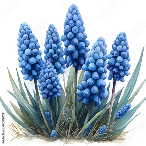 watercolor of Muscari Flower, vector, isolated on a white background.