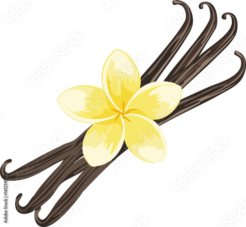 Vanilla Beans and Blooming Flower Isolated on White Background Vector