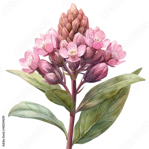 Milkweed Flower, watercolor painting vector, isolated on a white background.