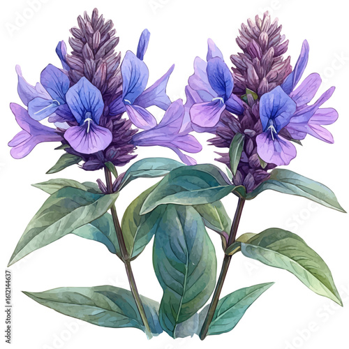 Monarda Flower, watercolor illustration vector, isolated on a white background.