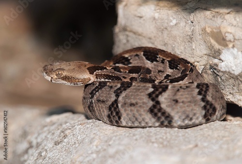Basking juvenile Timber Rattlesnake on rocky ledge 