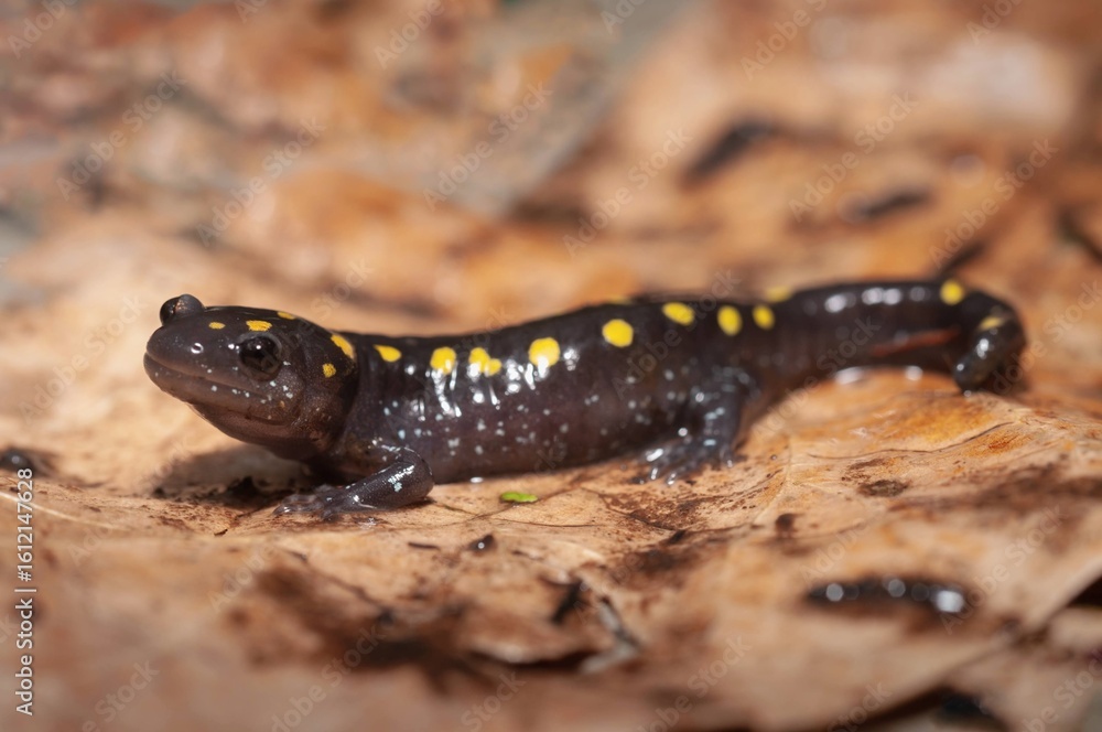Obraz premium Juvenile Spotted salamander macro portrait