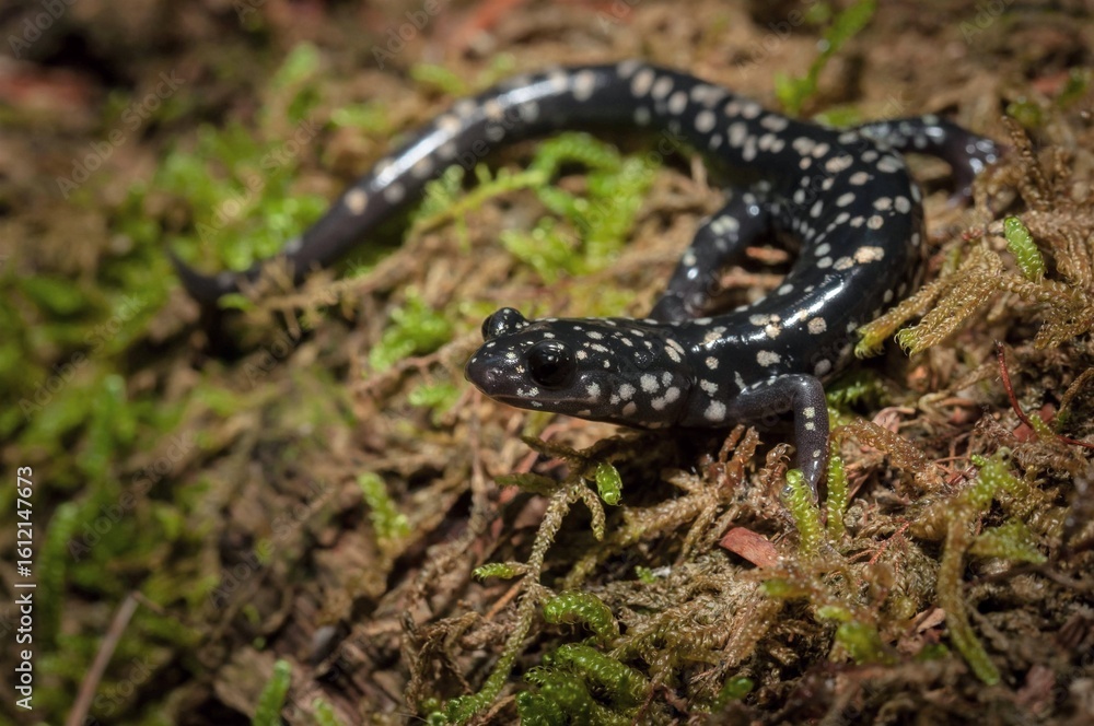 Fototapeta premium Northern Slimy salamander macro portrait 