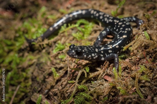 Northern Slimy salamander macro portrait 