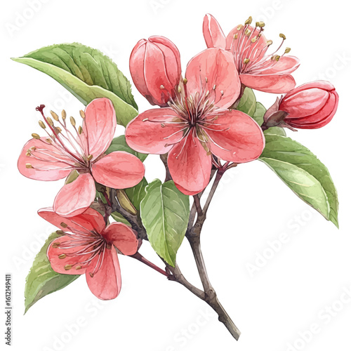 watercolor of Manzanita Flower, vector, isolated on a white background.