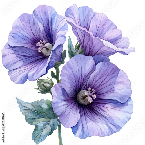 Malva Flower, watercolor painting vector, isolated on a white background.