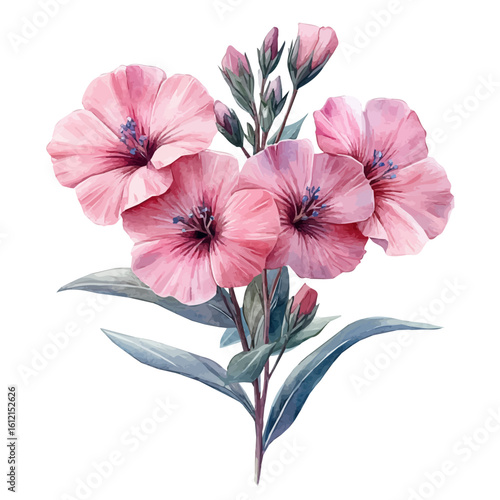watercolor vector of Lychnis Flower, isolated on a white background.