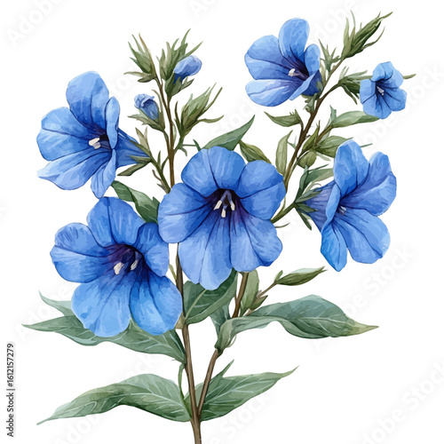 watercolor of Lobelia Flower, vector, isolated on a white background.