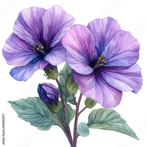 Lavatera Flower, watercolor illustration vector, isolated on a white background.