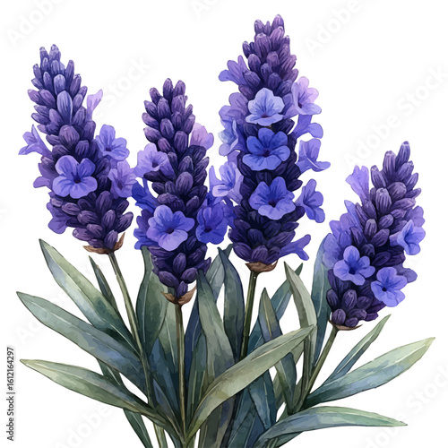 Lavender Flower, watercolor clipart vector, isolated on a white background.