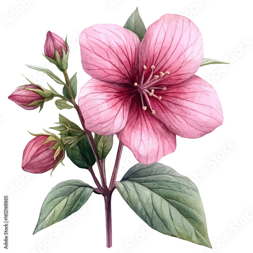 Justicia Flower, watercolor drawing vector, isolated on a white background.