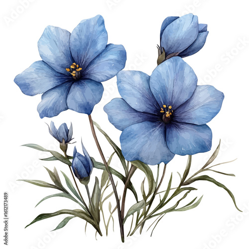 Ipheion Flower, watercolor clipart vector, isolated on a white background.