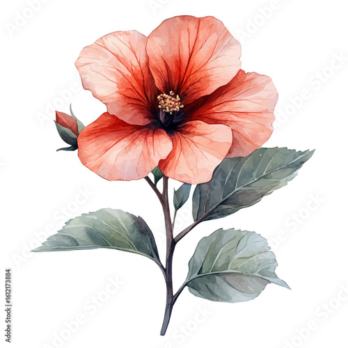 Indian Shot Flower, watercolor illustration vector, isolated on a white background.