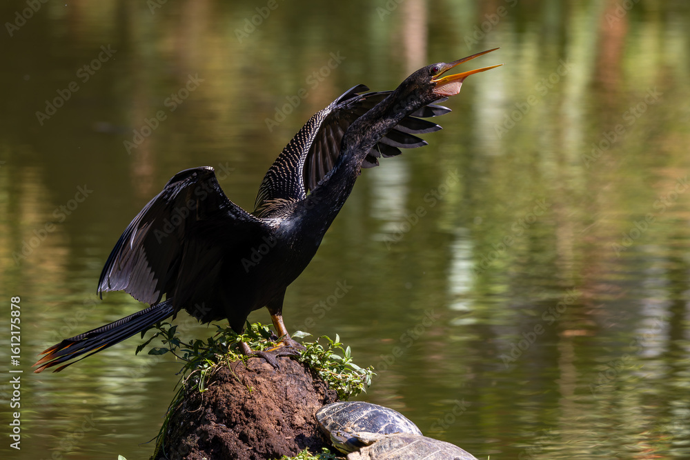 Naklejka premium Anhinga displaying 