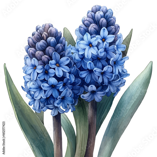Hyacinth Flower, watercolor illustration vector, isolated on a white background.