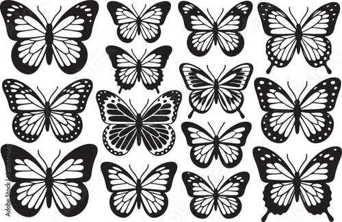 Black and white butterfly collection insect wing