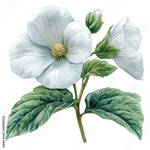 Houttuynia Flower, watercolor clipart vector, isolated on a white background.