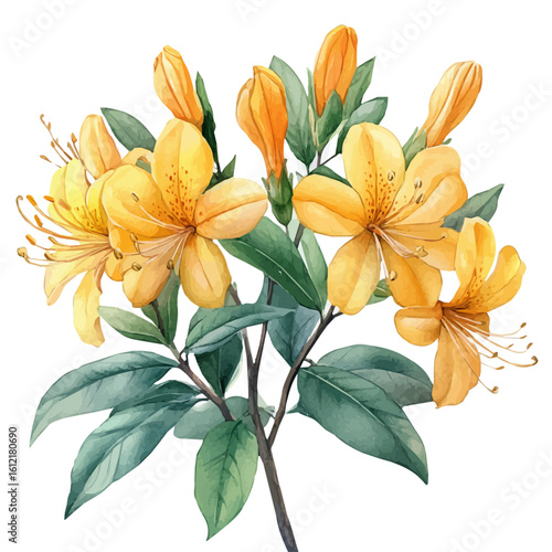 watercolor vector of Honeysuckle Flower, isolated on a white background.