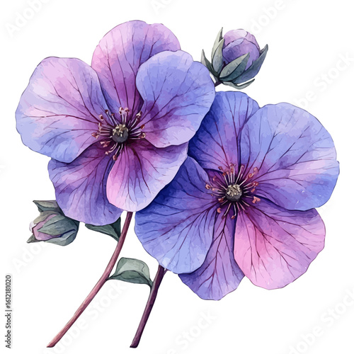 Honesty Flower, watercolor clipart vector, isolated on a white background.