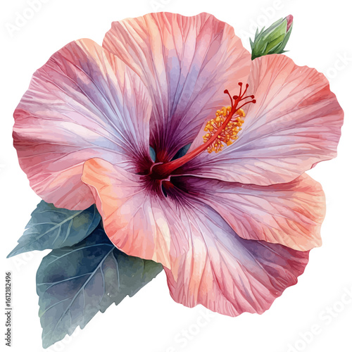 Hibiscus Flower, watercolor vector, isolated on a white background.