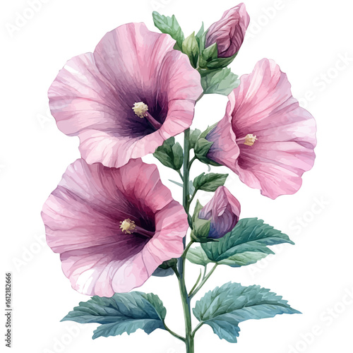 Hollyhock Flower, watercolor drawing vector, isolated on a white background.