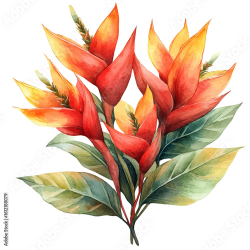 Heliconia Flower, watercolor clipart vector, isolated on a white background.