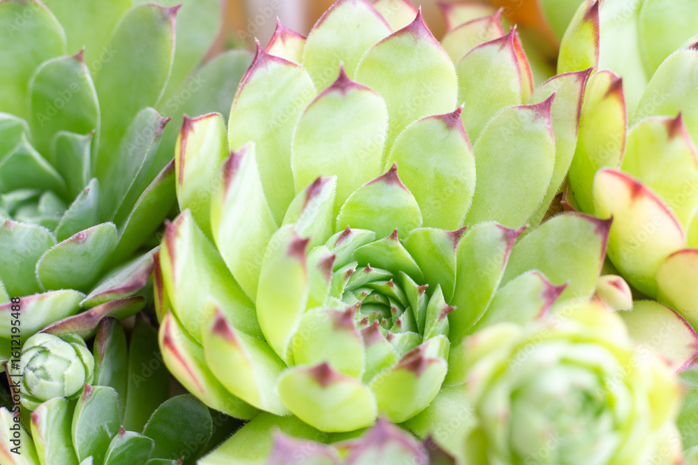 Fototapeta premium green potted balcony flowers