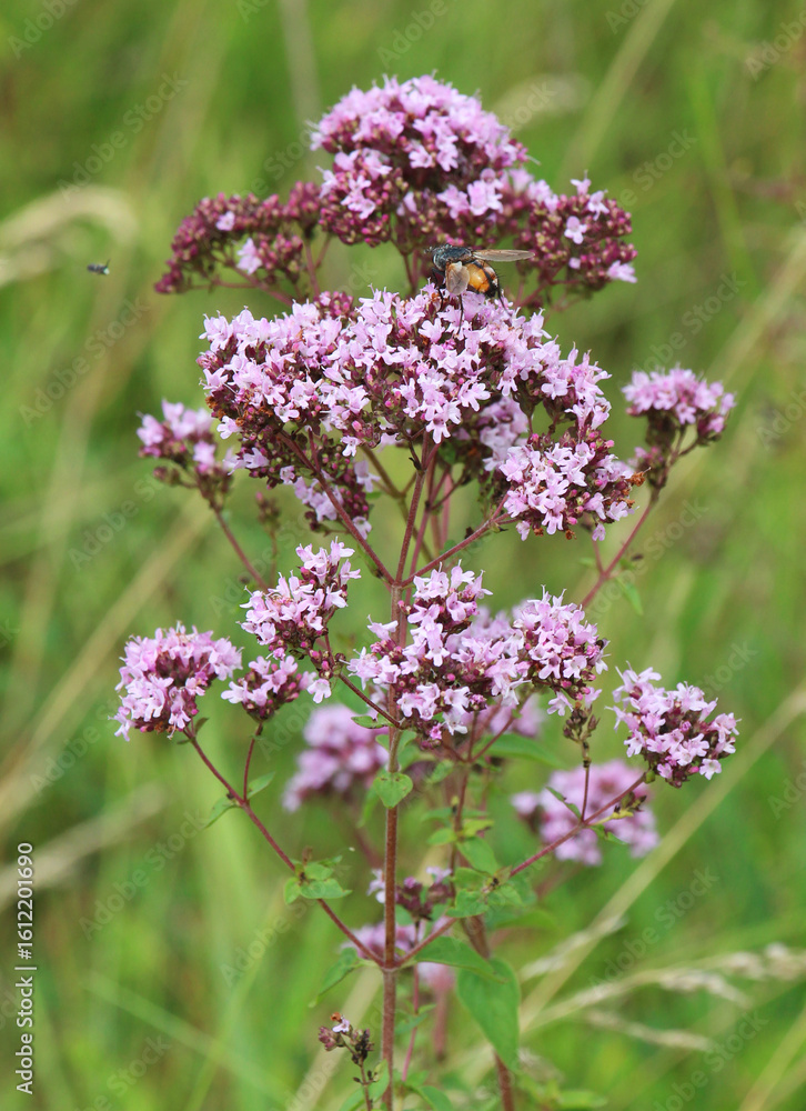Fototapeta premium Summer flowering Origanum vulgare