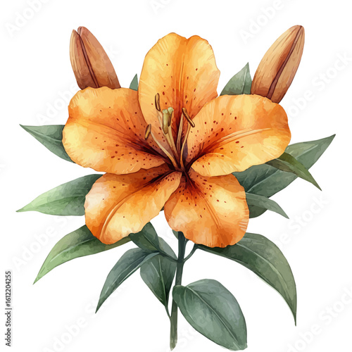 watercolor of Flame Lily Flower, vector, isolated on a white background.