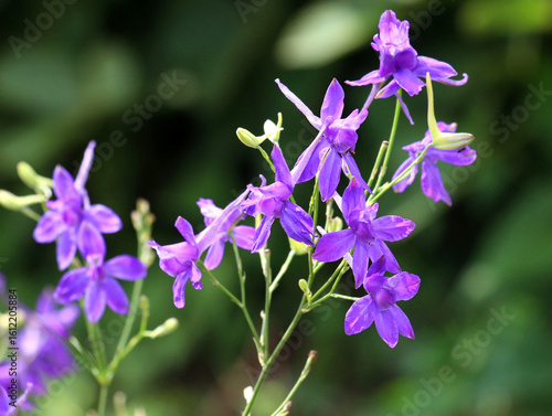 Consolida regalis blooms in the field