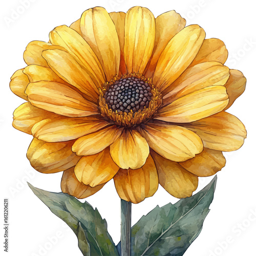 Doronicum Flower, watercolor illustration vector, isolated on a white background.