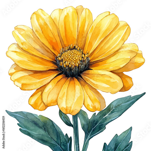 watercolor vector of Doronicum Flower, isolated on a white background.