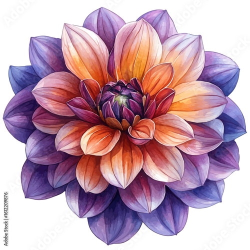 watercolor of Dahlia Flower, vector, isolated on a white background.