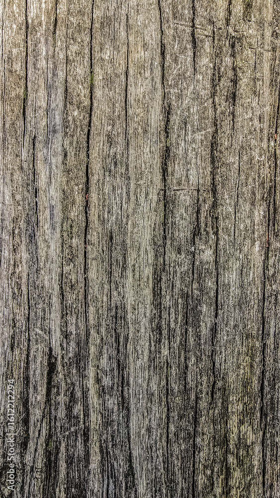 Texture of old wood with prominent vertical cracks and natural grain patterns. High-resolution surface suitable for backgrounds, design projects, and decorative use. Texture of old wood with prominent vertical cracks and natural grain patterns. High-resolution surface suitable for backgrounds, design projects, and decorative use.