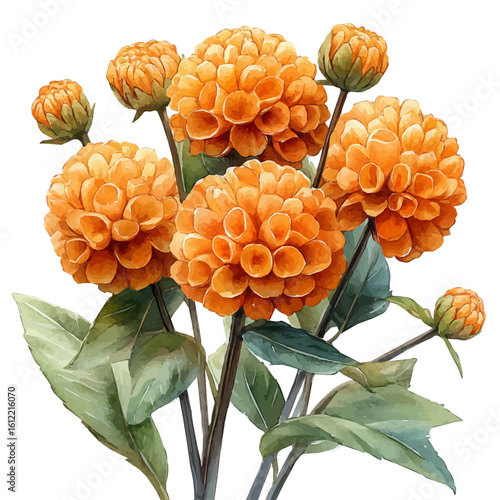 Craspedia Flower, watercolor illustration vector, isolated on a white background.