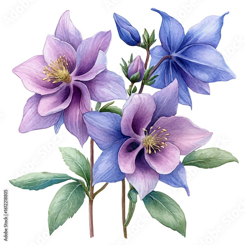 watercolor of Columbine Flower, vector, isolated on a white background.