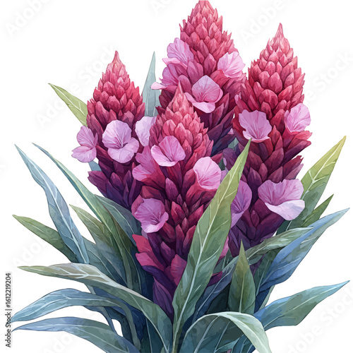 Cockscomb Flower, watercolor clipart vector, isolated on a white background.