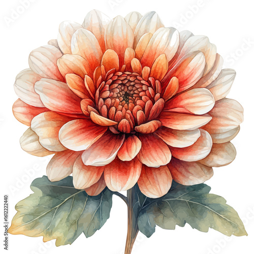 Chrysanthemum Flower, watercolor drawing vector, isolated on a white background.