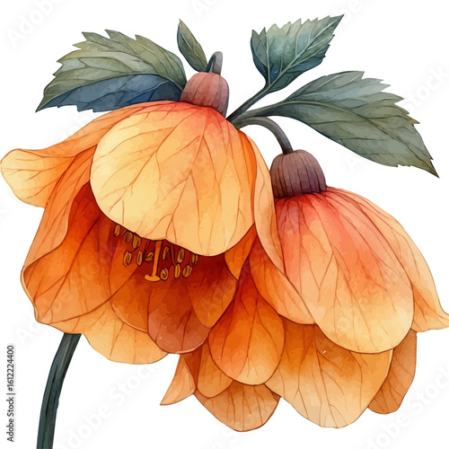 Chinese Lantern Flower, watercolor drawing vector, isolated on a white background.