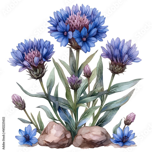 Centaurea Flower, watercolor drawing vector, isolated on a white background.