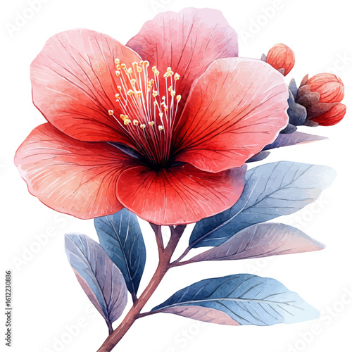 Calliandra Flower, watercolor painting vector, isolated on a white background.