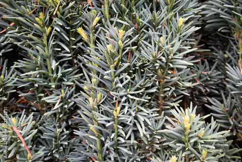 Nadelbaum